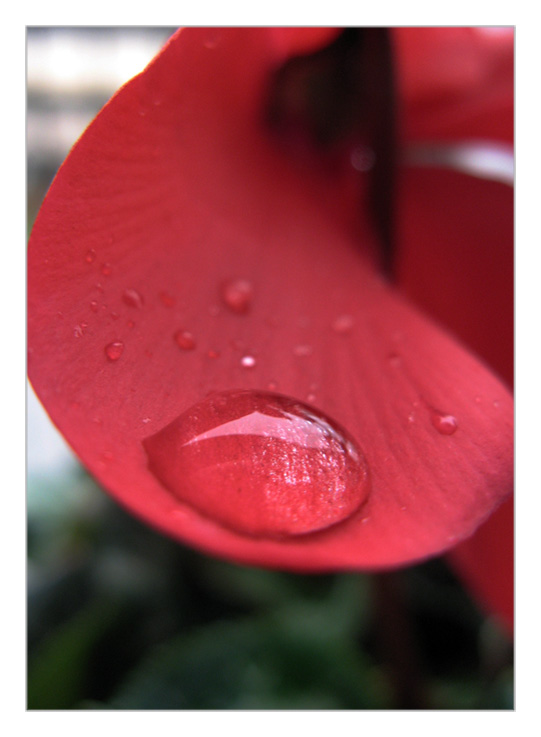 Sulla punta della lingua