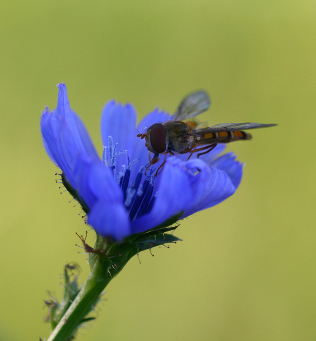 fiore blu pi� Lul�