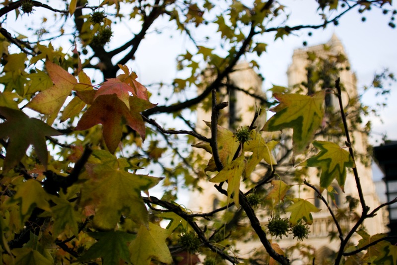 Sfocato a Notre Dame