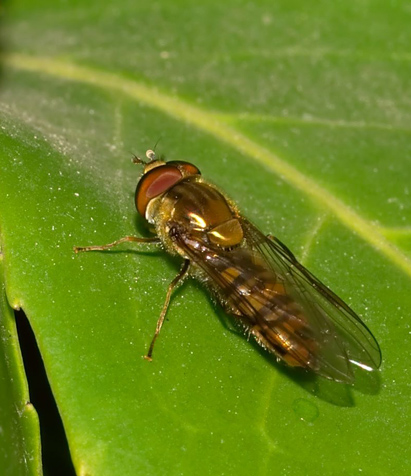 rieccola... anche qua