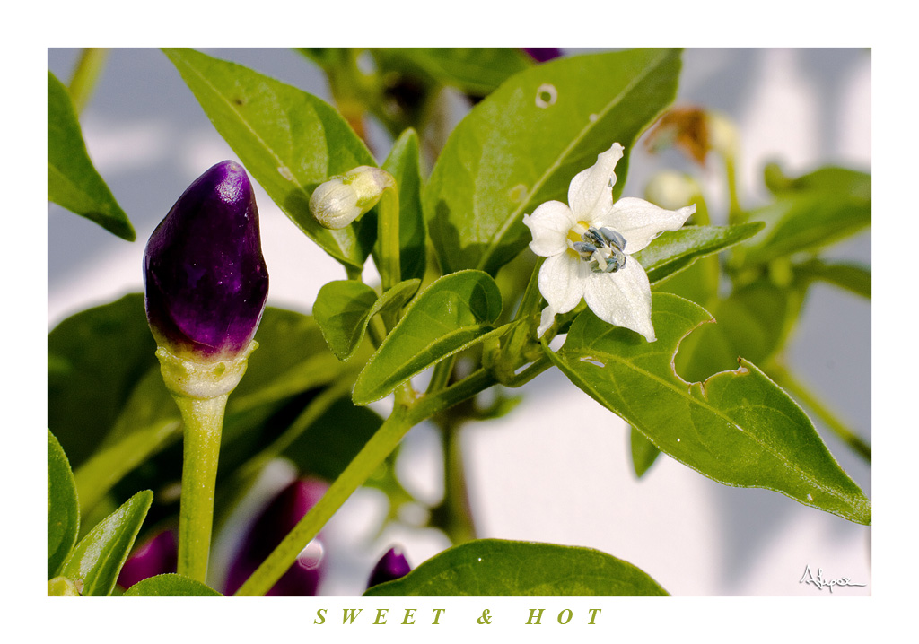 Dolce e piccante.....