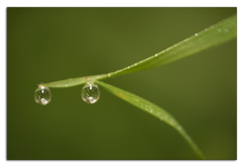 lenti d'ingrandimento