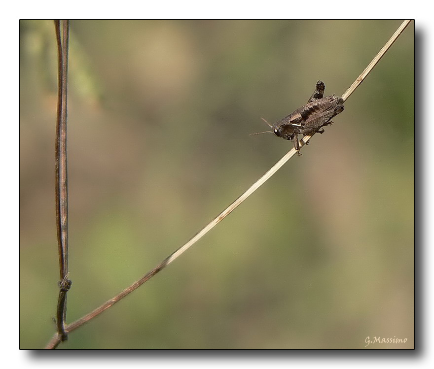 se sono salito...posso anche scendere