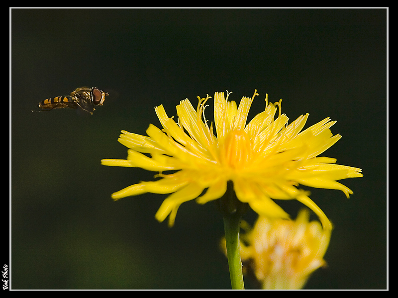Pronta per l'atterraggio!
