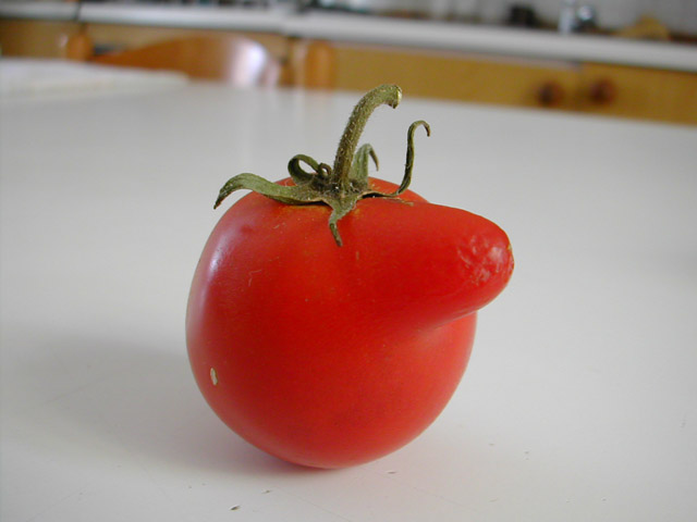 pomodoro bugiardo