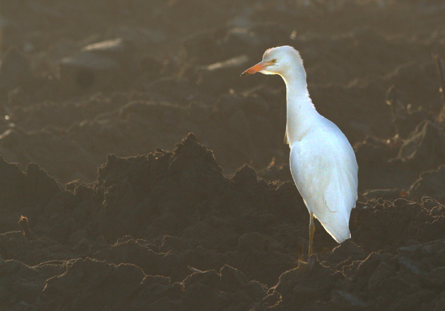 The day after (Airone guardabuoi)