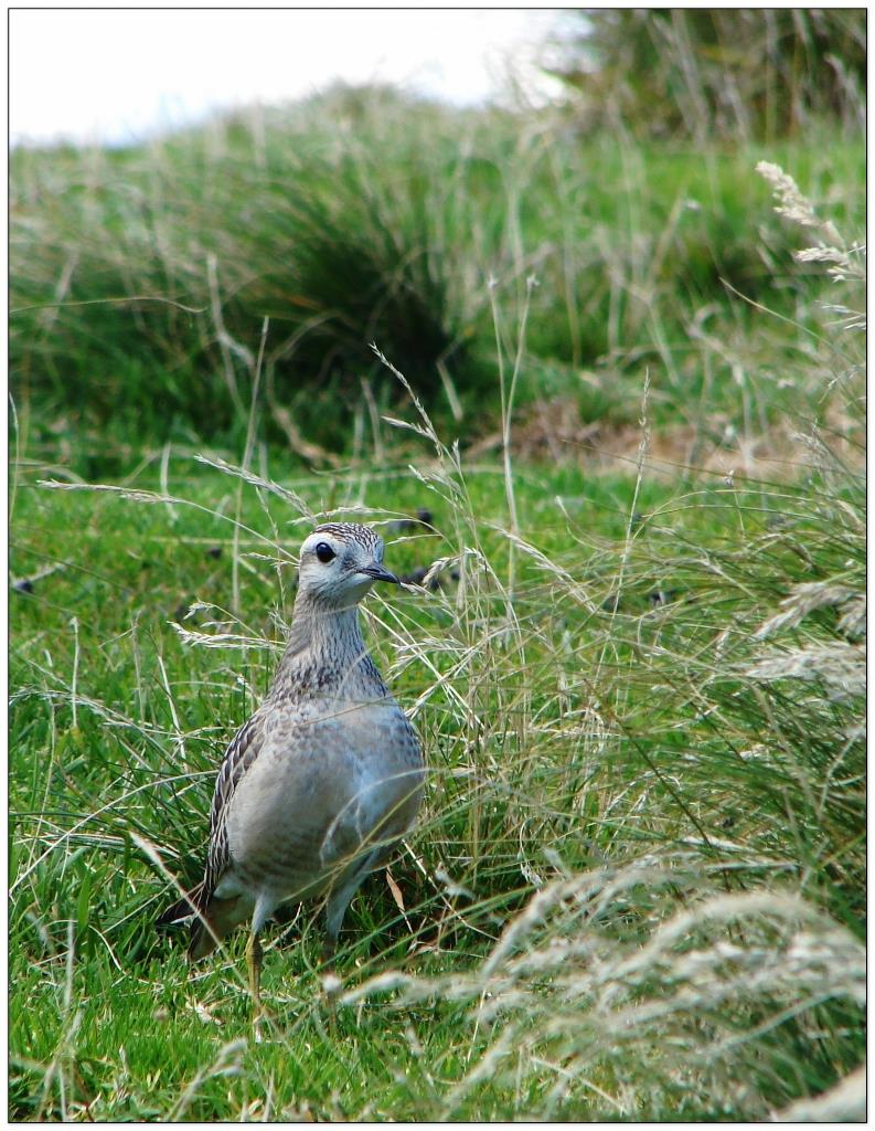 Femmina di Piviere Dorato