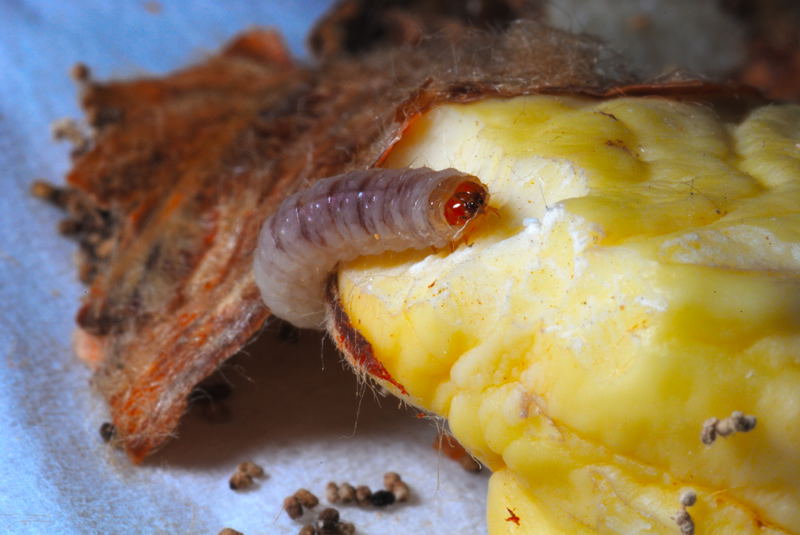 verme della castagna...