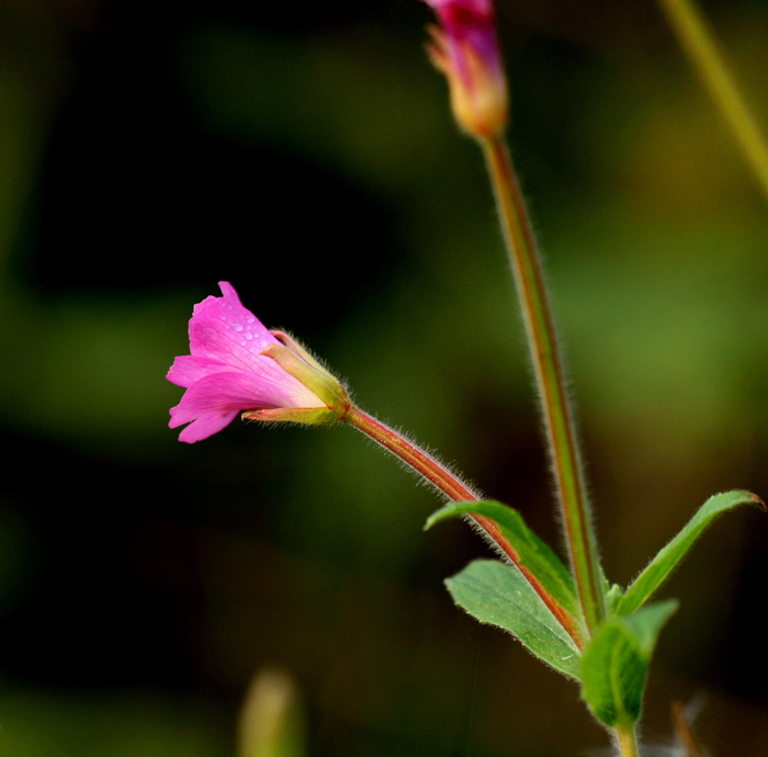 fiorellino e goccioline