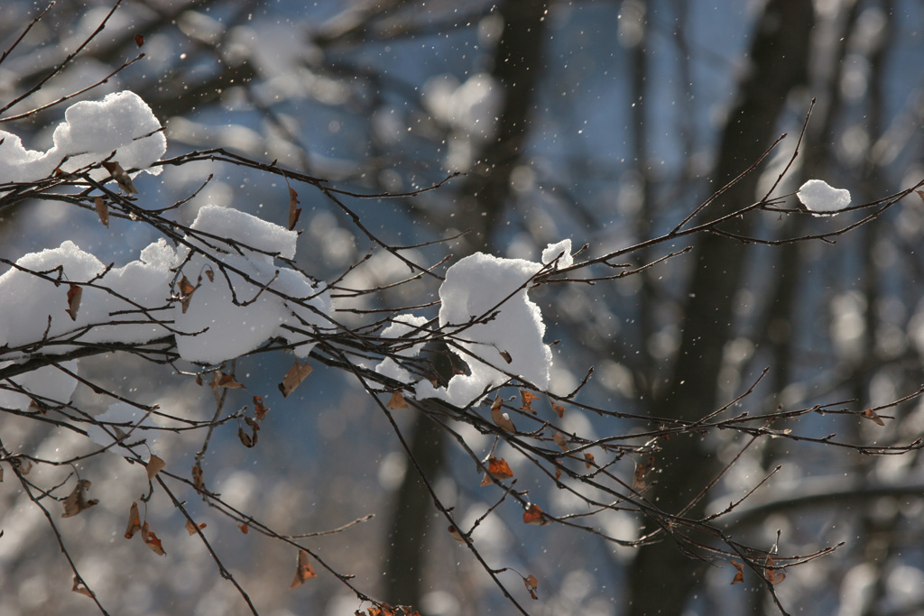 inverno.....nel bosco