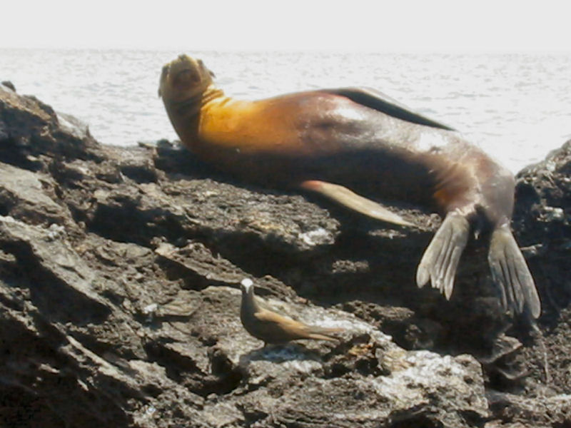 Galapagos - Seal & Bird