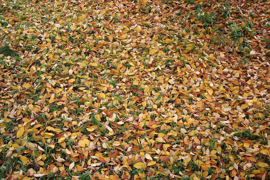 Ricordi d'estate - Wallpaper