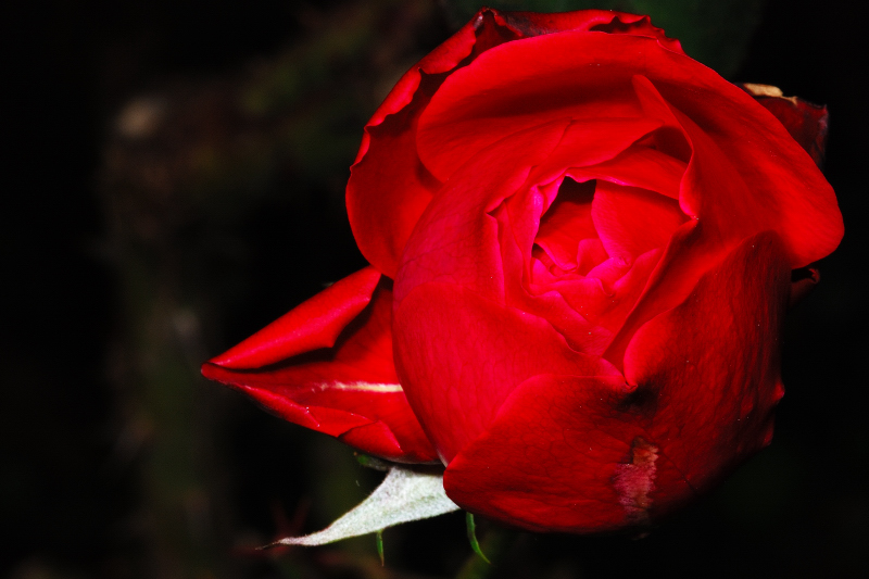 Alle ragazze del forum.......