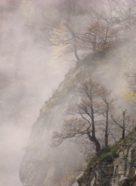 Alberi nella nebbia