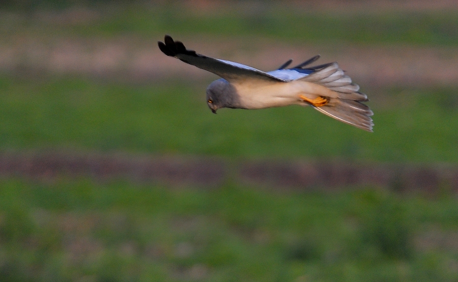 albanella minore maschio
