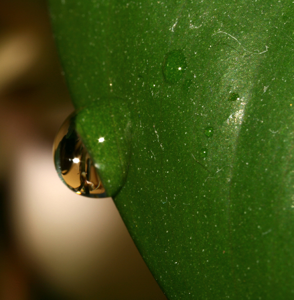 ancora esperimenti con l'MP-E 65