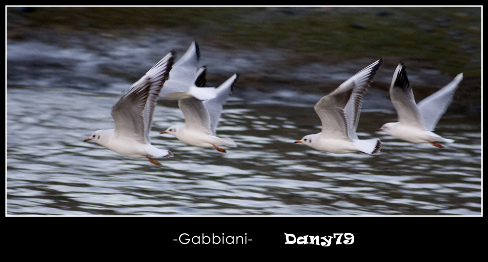 Gabbiani in volo