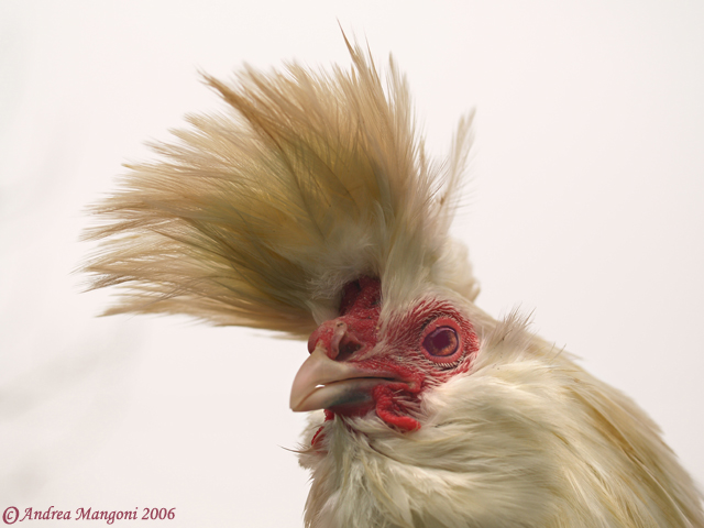 chichen portrait