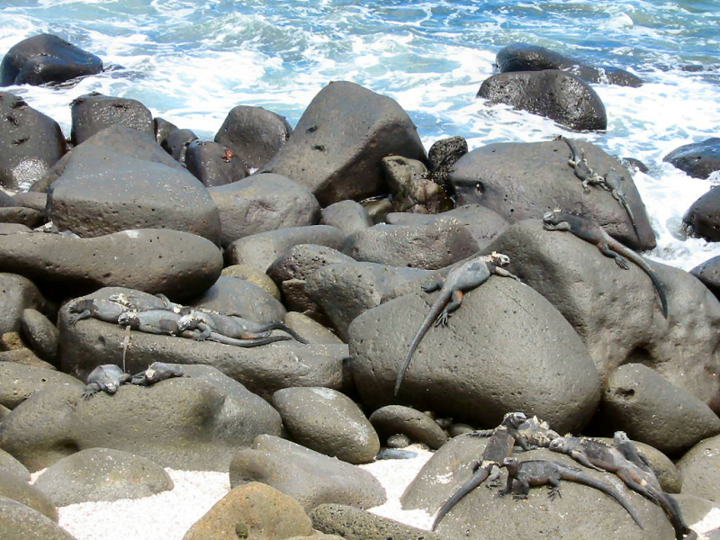 Galapagos - Lizards