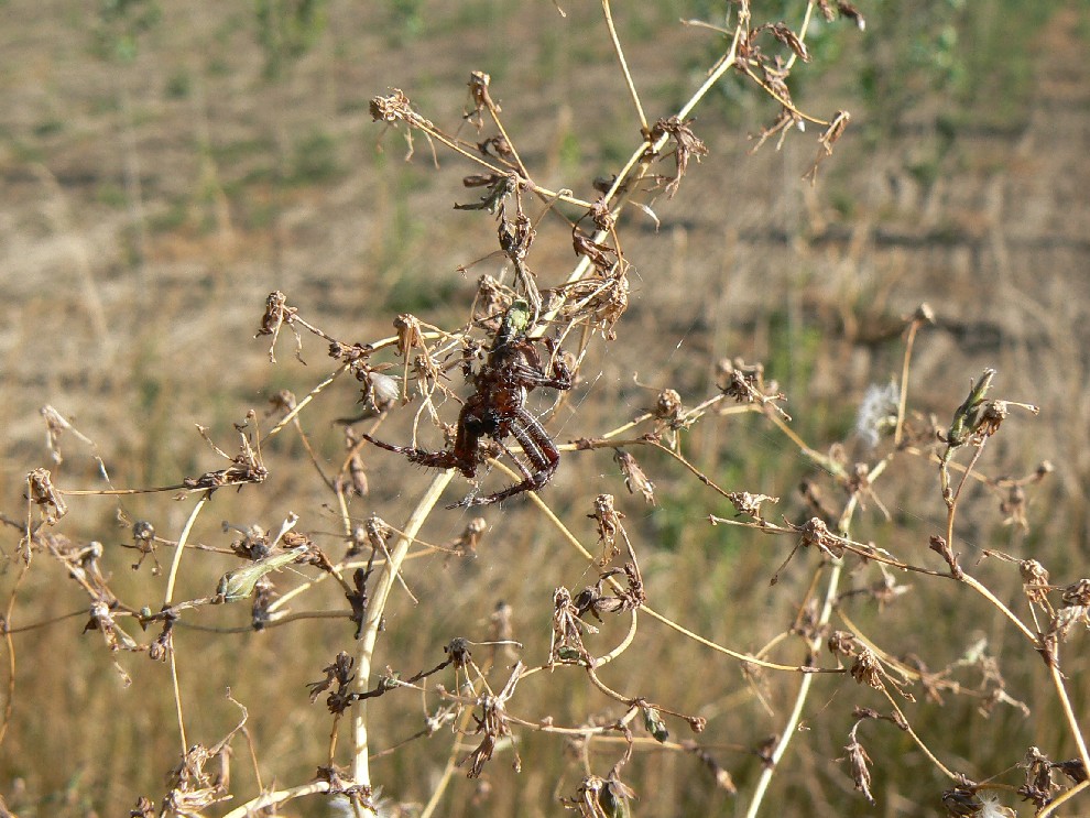 solo prove di inserimento in galleria - "Day after" (Lumix FZ27)