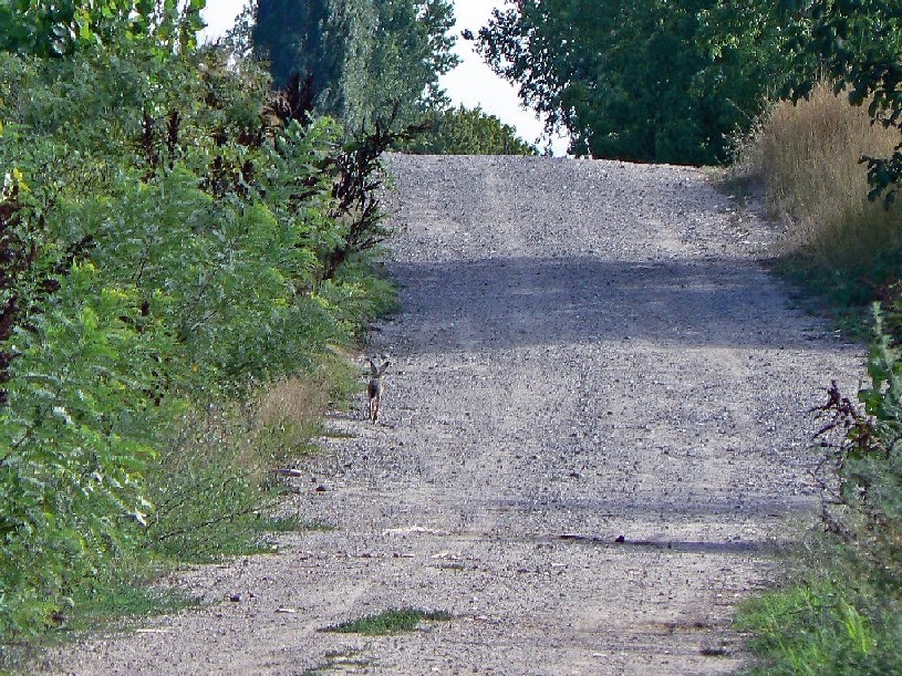 solitudine (o anche "tieni la destraaa..")