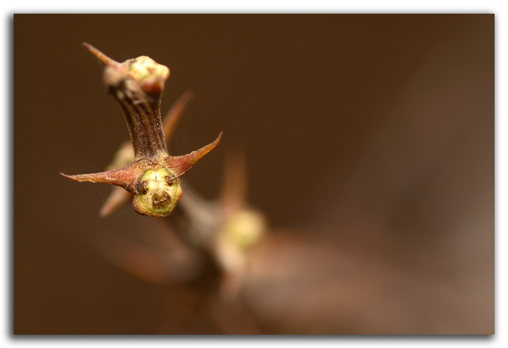 della serie  ..."meraviglie della natura"