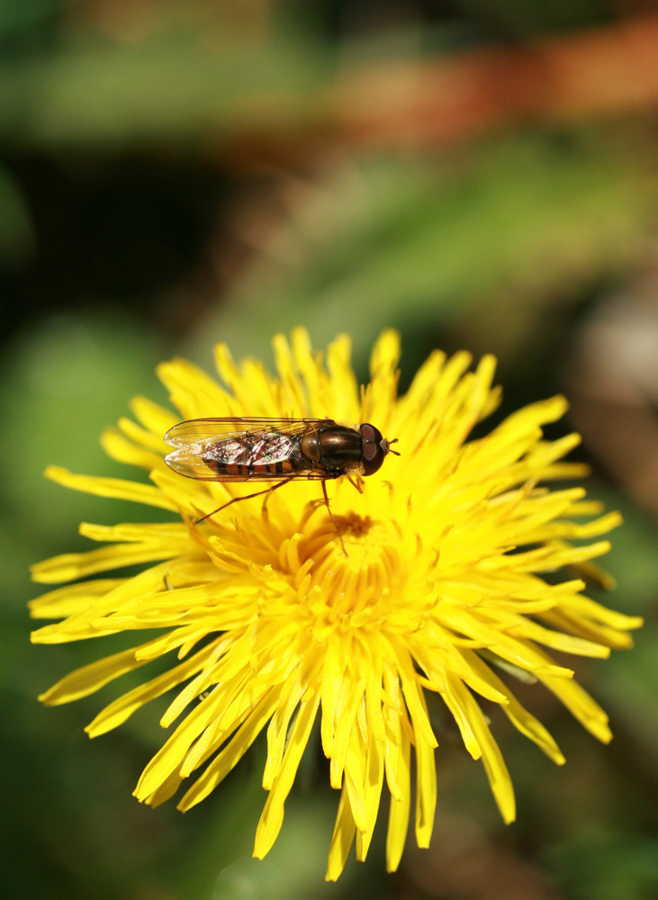 lul� � arrivata anche qua