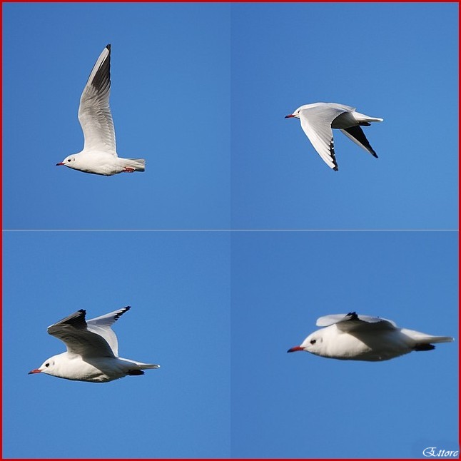 Il volo di un gabbiano