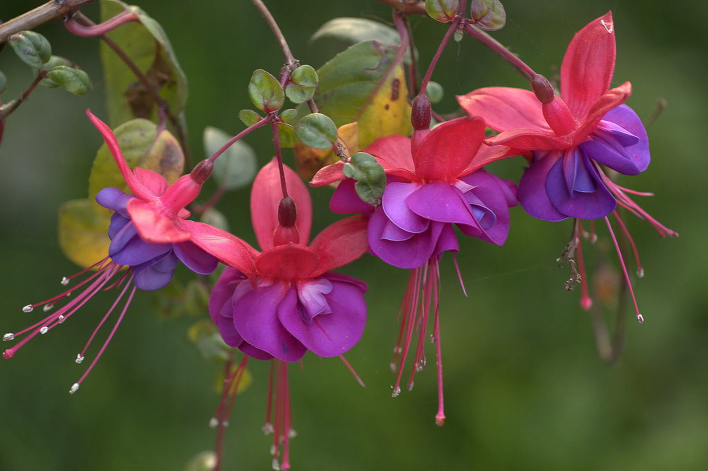 Campanelline