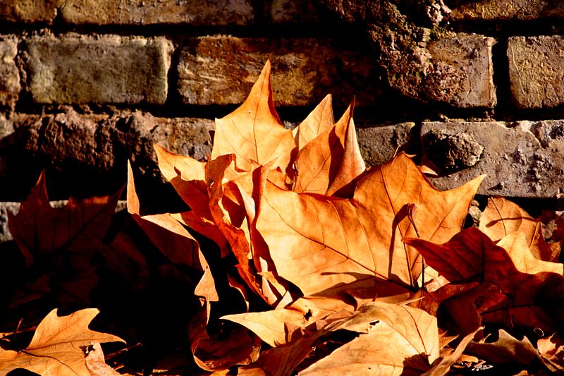 Quel giorno d'autunno nel quale caddero tutte le foglie dei platani...