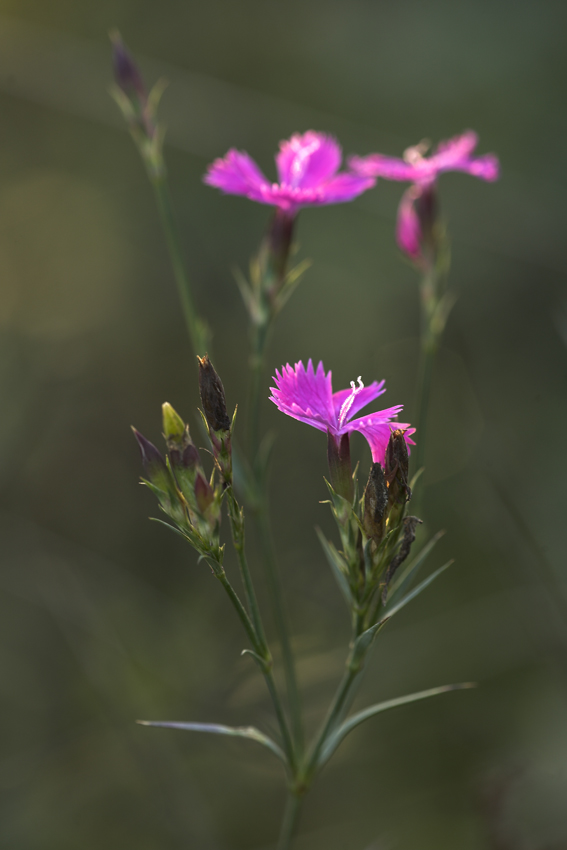 delicate winter flowers