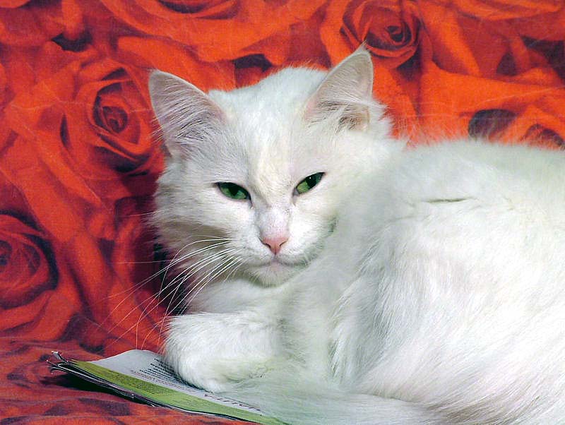 Stella tra le rose