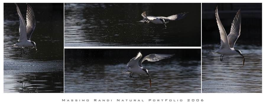 Beccapesci... Non sempre