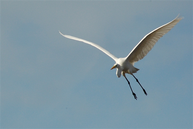 Airone Bianco Maggiore