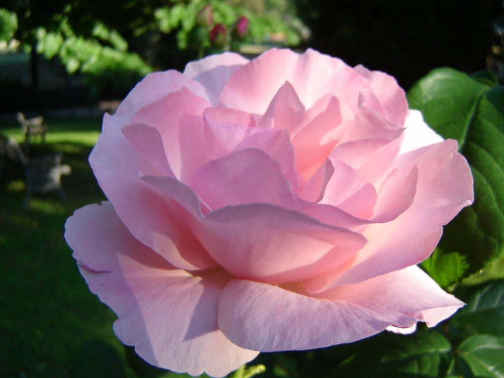 Gioiello in giardino