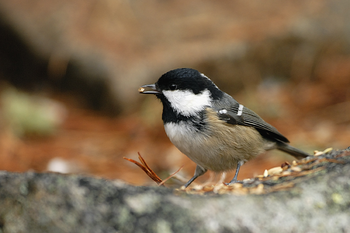 Prima che venga neve