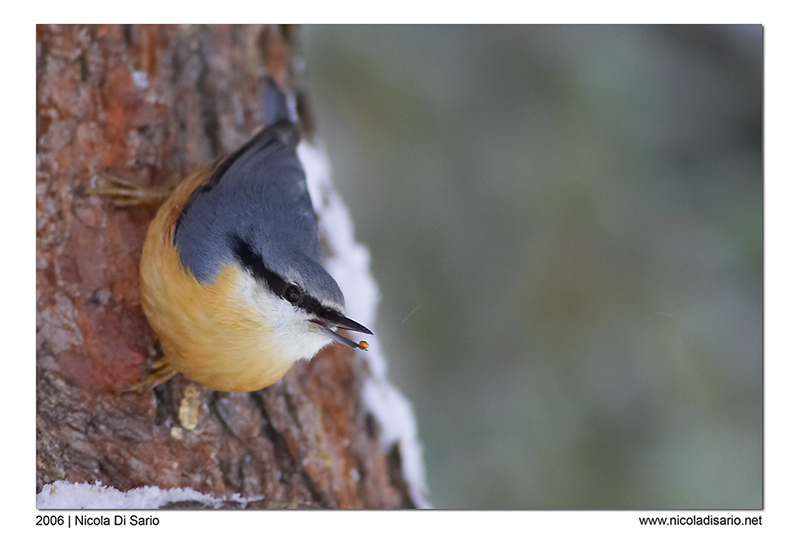 Picchio Muratore, doppio equilibrista :D