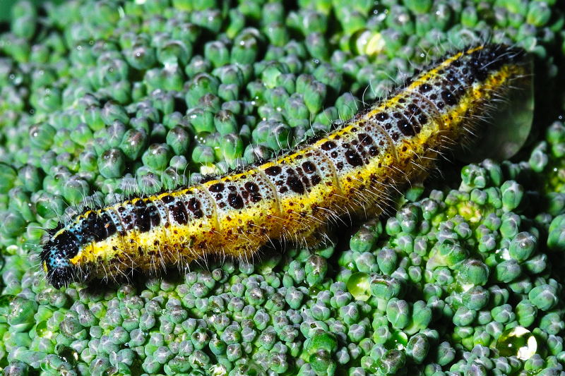 Bruko sul kavolo....