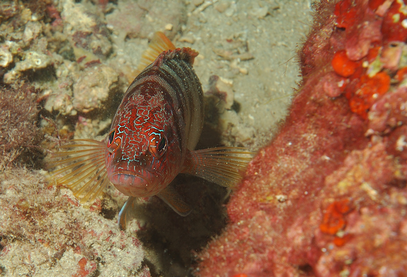 Perchia con la forfora