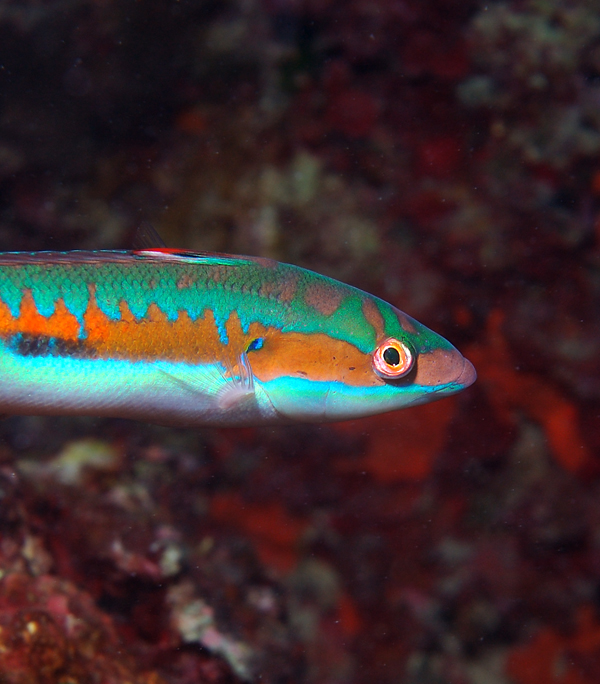 Ferrari verdearancio