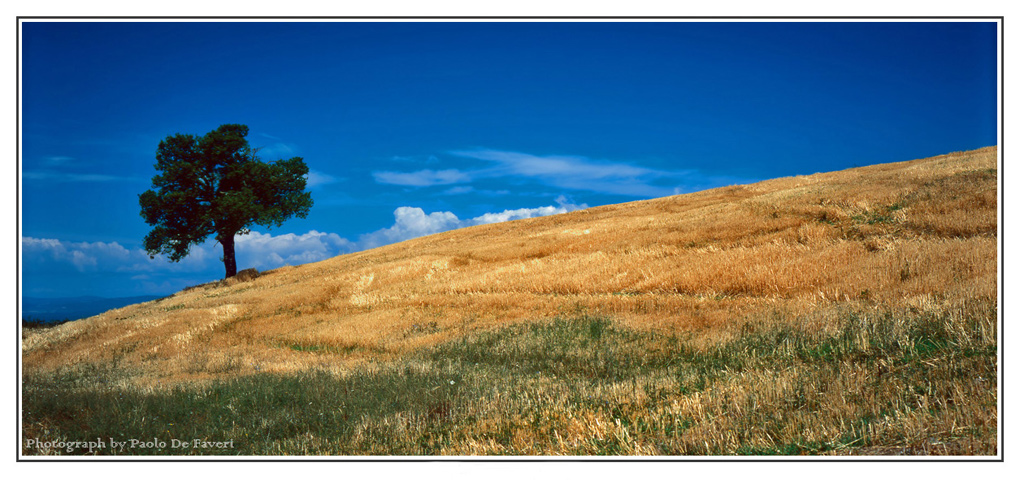 La campagna di Cinigiano, Grosseto #2