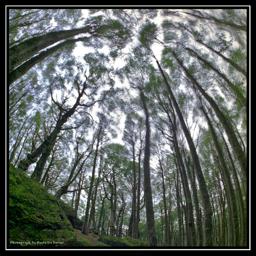 La foresta del Monte Amiata, Toscana