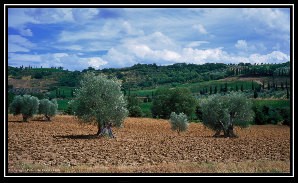 La campagna di Montalcino, Siena.