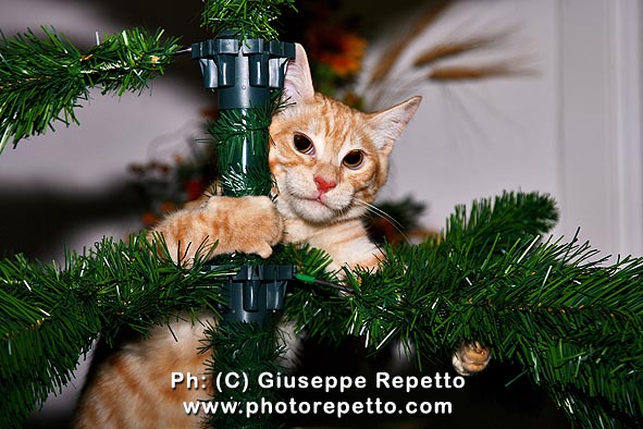 Il DEMOLITORE di albero di Natale