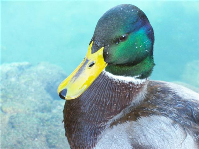 primo piano di un bel germano