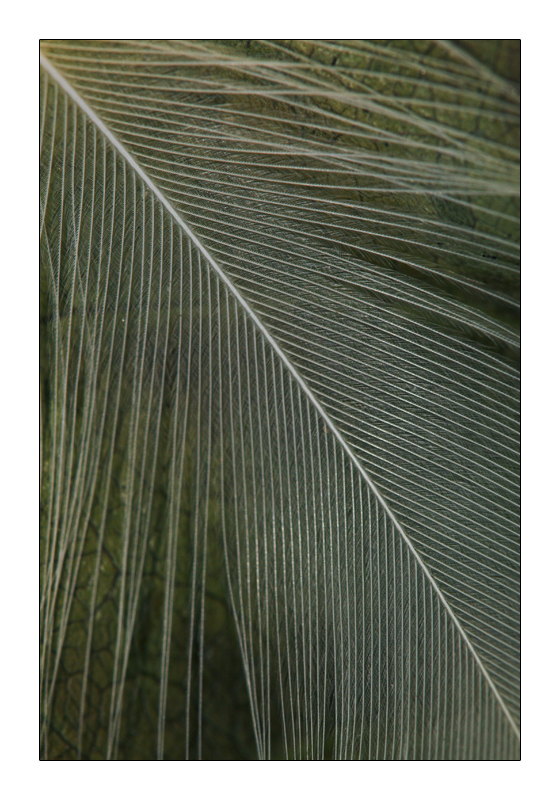 depositata dal vento