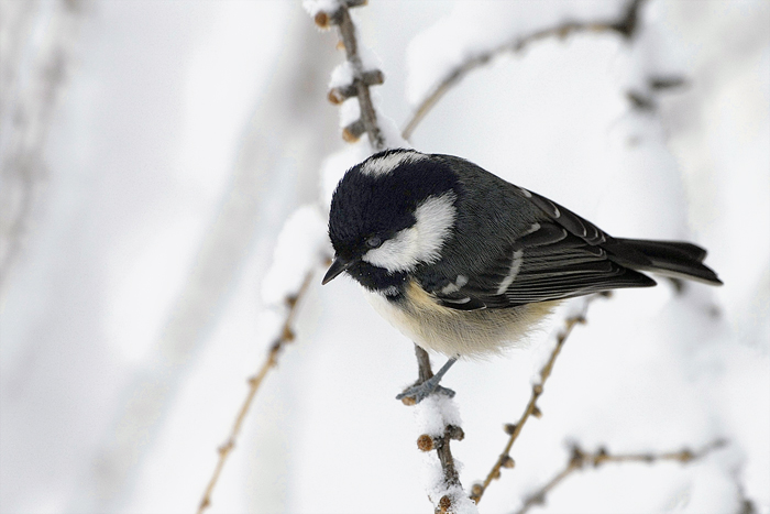 Poi � venuta neve...