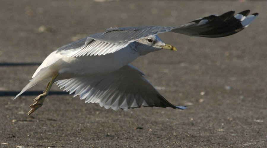 Gavina (Larus canus)