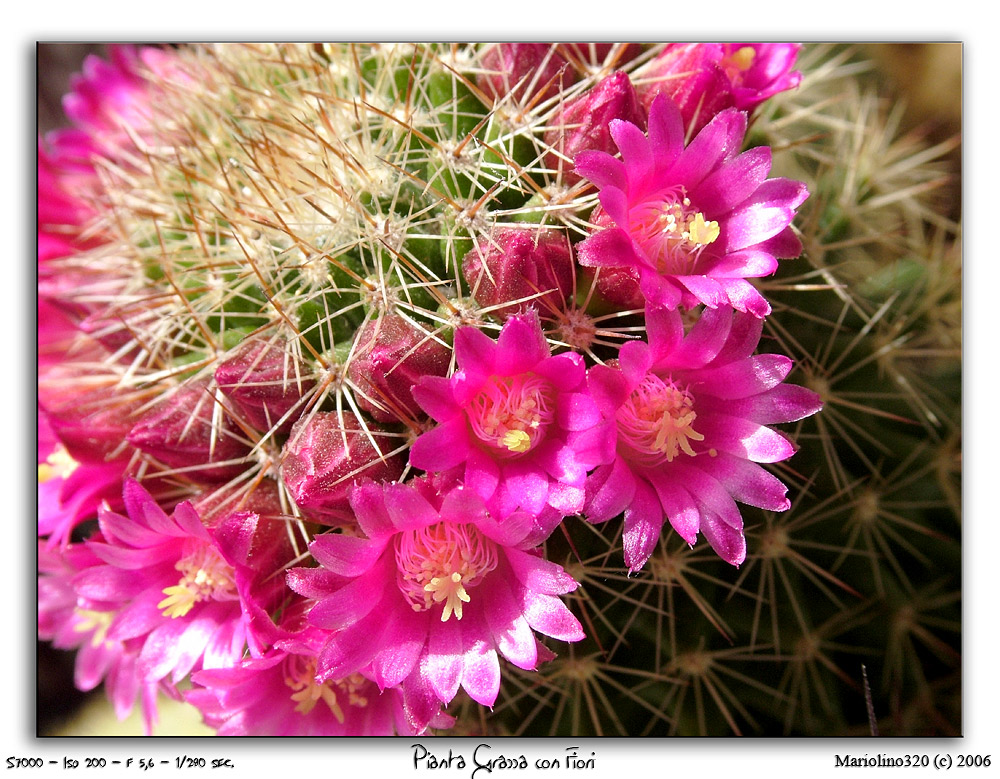 Pianta grassa con fiori...