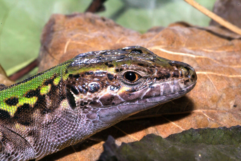 Bellezza a sangue freddo